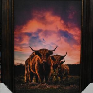 Highland Cattle Cows, Framed Print 28" x 38"